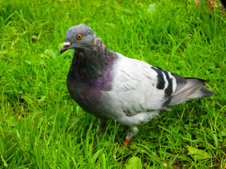 Pigeon