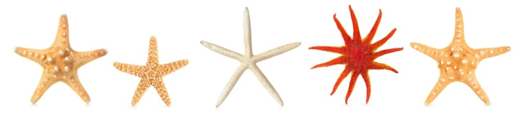 Different starfishes in a row. © Vitalina Rybakova