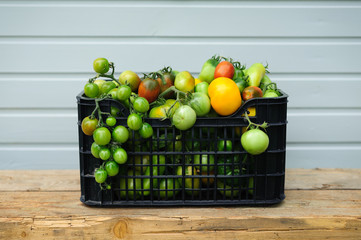 green tomatoes in the black plastic basket