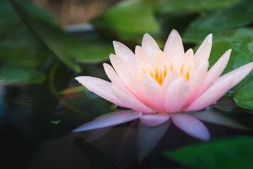 Lotus flower in pond