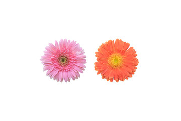 pink and orange garbera
