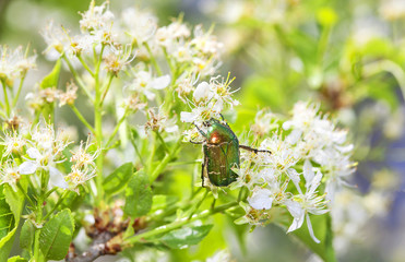 green beetle in flowers