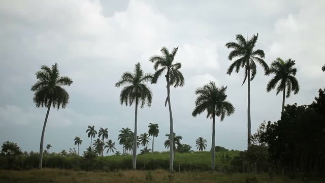 Palm trees at cloudy day