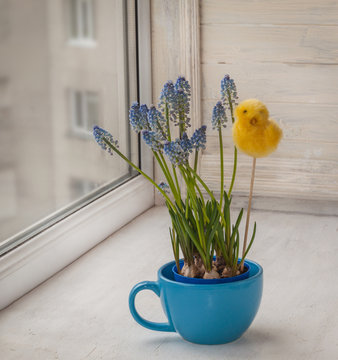 Muscari in   cup  with  decorative sticker chicken