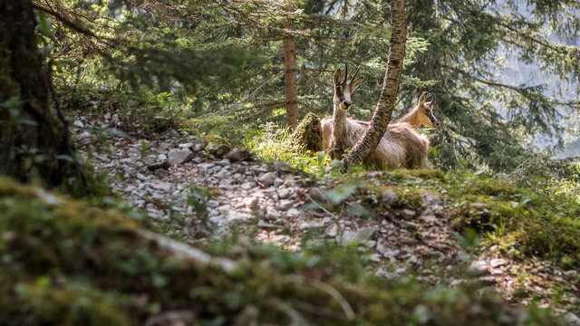 Gemsen in den Alpen