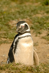 Naklejka premium Portrait penguins in Peninsula Valdes