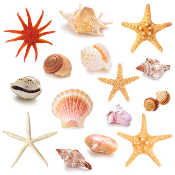 Collection of seashells.