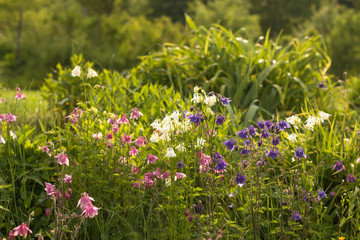 purple, white and blue aquilegia flowers known as columbine in traditional sunlit countryside garden