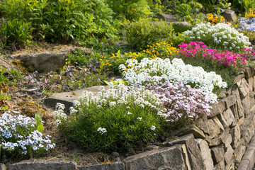 colorful bunch of blooming flowers like potentilla, carnation or phlox on natural stone wall in spting countryside garden