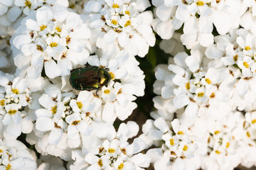 beautiful green bug walking on white iberis semprvirens evergreen candytuft flower