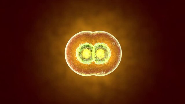 3D rendered Animation of the Mitosis and replication of a generic biological Cell.