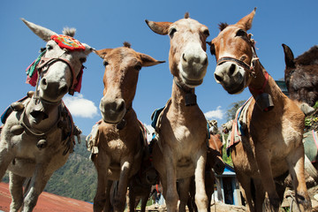 Des ânes drôles font face à un trekking dans les montagnes du Népal