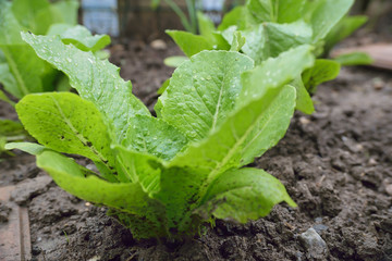 c'est le printemps, plantez vos salades !