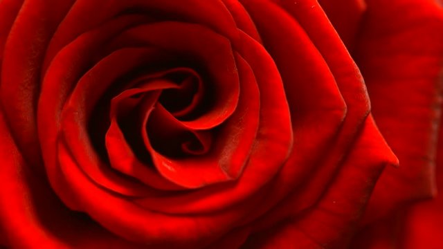 Red rose flower rotation close up background. Symbol of love. Valentine design. Slow motion UHD 4K video