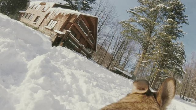 Dog running through the snow in winter with action camera Gopro