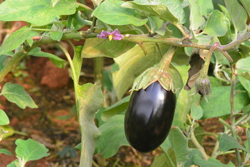 Eggplant ( pear shoped ) on plantation