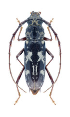 Beetle Elaphidion irroratum on a white background