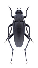 Beetle Carlandrea syriaca on a white background