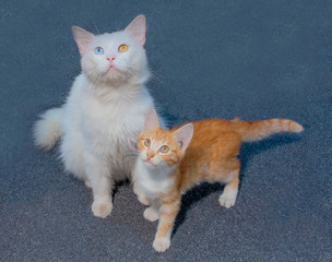 white cat with eyes heterochromia with ginger kitten
