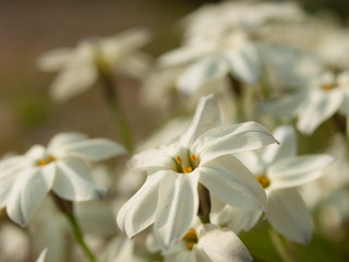 Obraz na płótnie Canvas white spring starflowers 白いハナニラの群生のクローズアップ