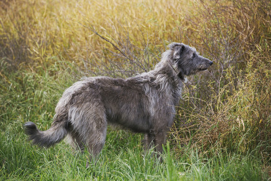 Scottish Deerhound standing in a field.