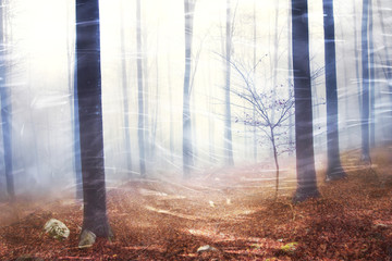 Artistic wind effect fantasy foggy seasonal forest tree landscape.