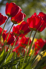 Fototapeta premium Tulips , the flowers in the garden , early spring