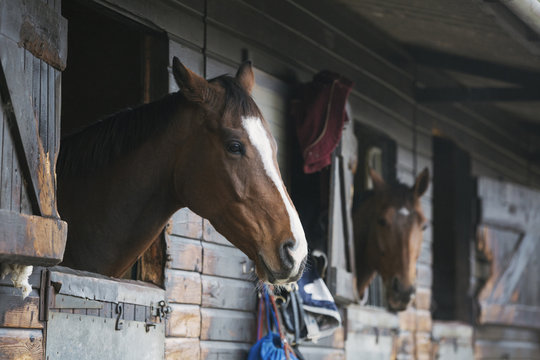 Two brown horses looking out of their box stalls at stable