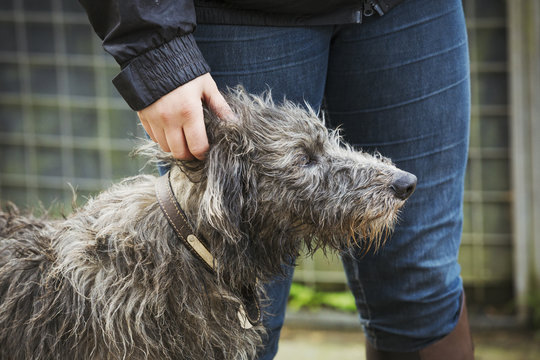 Scottish Deerhound standing next to person