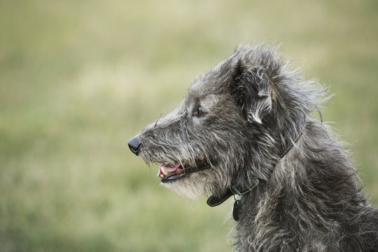 Close up of Scottish Deerhound sitting in a field.