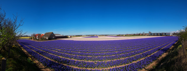 Hyazinthenfeld in Holland