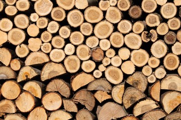 Catasta di legna