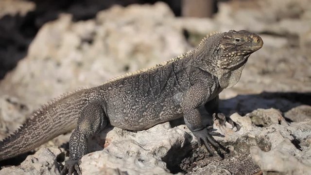 Gray iguana lizard on stones at sunny day