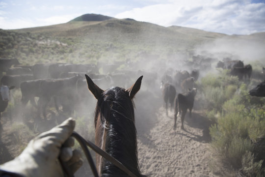 The perspective of a cowboy on horseback herding cattle in a dusty rural landscape.