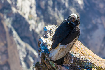 Condor at Colca canyon sitting,Peru,South America. This is a condor the biggest flying bird on earth