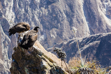Three Condors at Colca canyon sitting,Peru,South America. This is a condor the biggest flying bird...