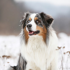 Amazing australian shepherd in winter