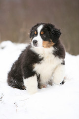 Puppy of australian shepherd in winter