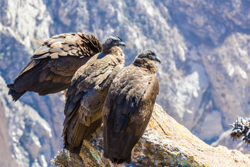 Three Condors at Colca canyon sitting,Peru,South America. This is a condor the biggest flying bird...
