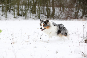 Australian shepherd moving in winter