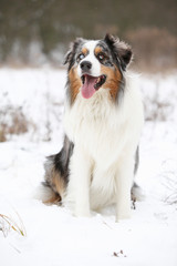 Amazing australian shepherd in winter
