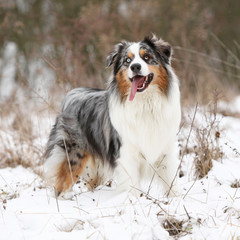 Amazing australian shepherd in winter