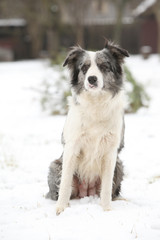 Border collie sitting
