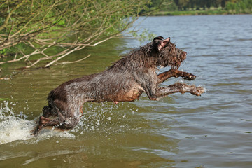 Italian wire-haired pointing dog in summer
