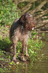 Italian wire-haired pointing dog in summer