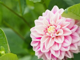 Obraz premium ピンクのかわいいダリア