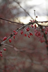 Berberis vulgaris Beeren 2