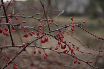 Berberis vulgaris Beeren