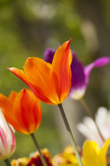 Tulips in spring,colourful tulip