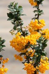 Berberis lologensis Mistery Fire
